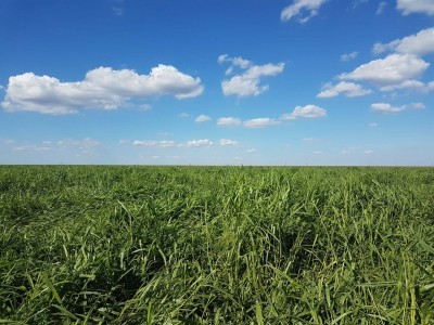 Cobertura vegetal: uma nova atividade no sistema agrícola!