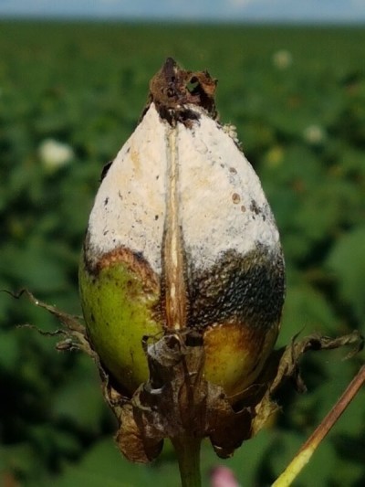 Podridão de frutos no algodão.